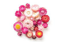 Load image into Gallery viewer, Urban Greens Australian Native Everlasting Daisies Grow Kit